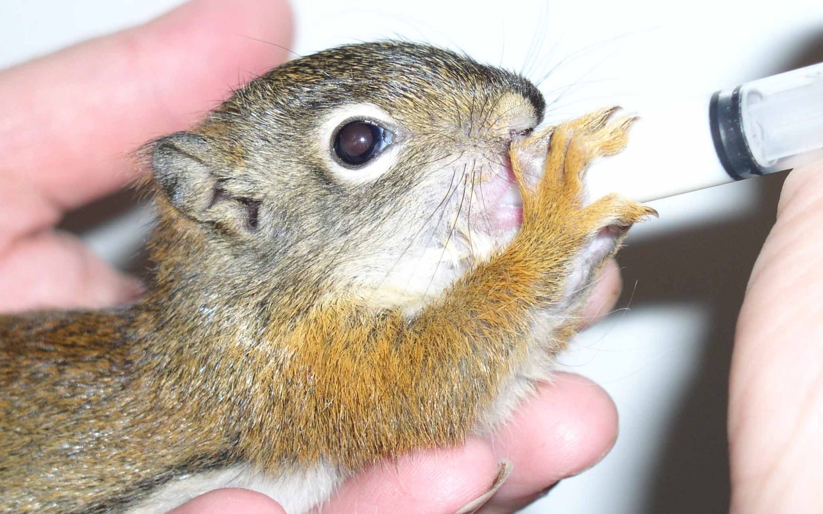 baby squirrelweb