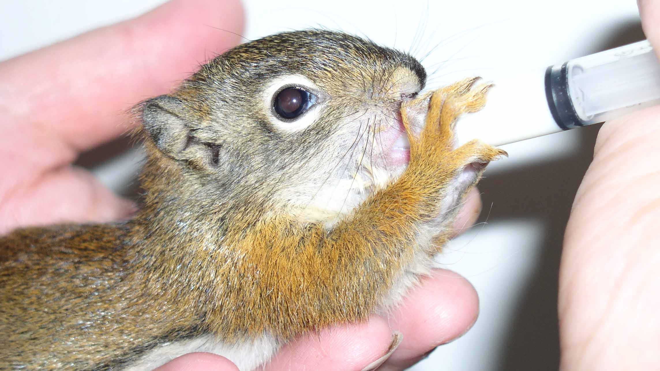 baby squirrelweb